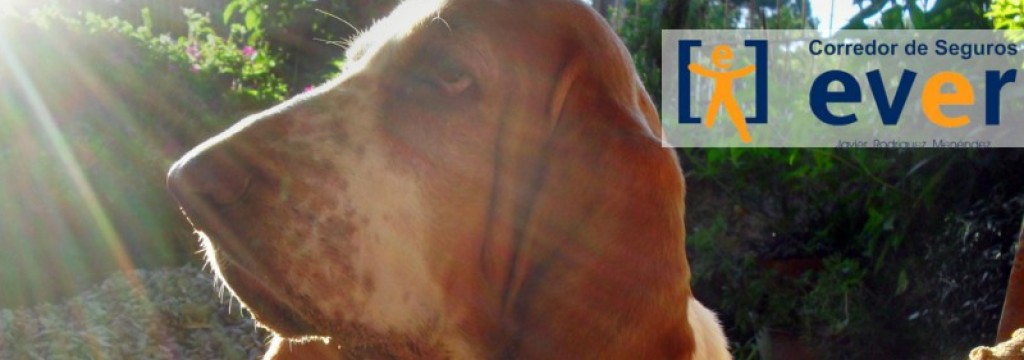 Seguros para mascotas